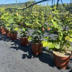 Lieska obyčajná (Corylus avellana) ´TONDA DALLE LANGHE´ - výška 60-80 cm, kont. C5L